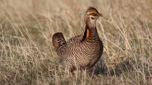 Что может видеть курица.