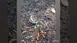 ОБРЕЗКА МУЛЬТИФЛОРЫ НА ЗИМУ.