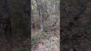 гриб поддубовник ???