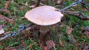 Колпак кольчатый (Cortinarius caperatus). Как выглядит гриб на месте произрастания.
