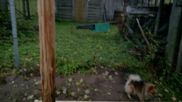 Стройка сарая.Часть первая смотреть онлайн