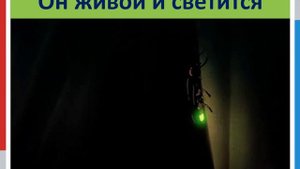 Презентация «Игра-путешествие по рассказу «Он живой и светится» В.Ю. Драгунского»