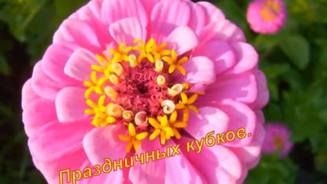 В мире цветов смотреть онлайн