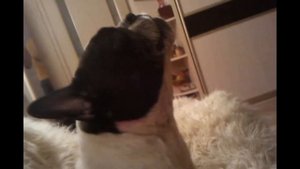 Воющий бульдог/ Howling bulldog