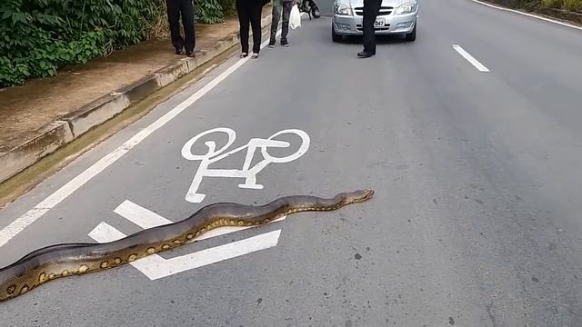 АНАКОНДА НА ДОРОГЕ В БРАЗИЛИИ смотреть онлайн