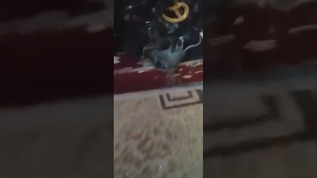 Кот вернулся с улицы/ мышь шла бонусом ? смотреть онлайн