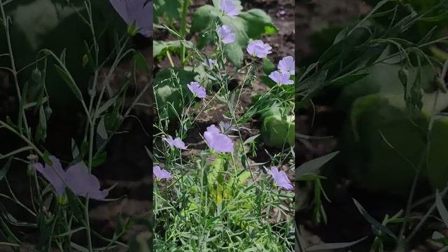 Лён многолетний. (Linum perenne)??