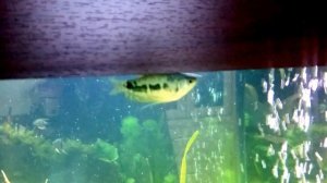 Странное поведение гурами