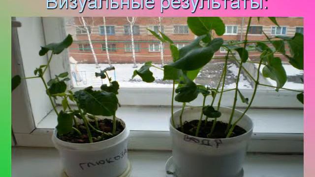 Презентация Влияние обработки семян фасоли растворами химических веществ на рост и развитие растени смотреть онлайн
