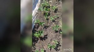 Летняя чистка клубники КСД+НСД Фенелла+Фурор. Притеняюшая сетка.