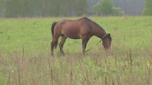 Весна  Лошадь Торжествует  Весенняя Вспашка  Звуки Природы (Animal Planet. Pet World)