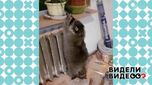 Енот - гроза цветочных горшков. Видели видео? Фрагмент выпуска от 03.05.2020