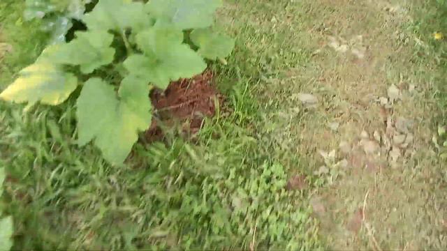 Что можно посадить на даче весной в открытый грунт.Летний урожай 2023 года смотреть онлайн