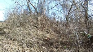 Охота на шакала с гончей собакой 2020. Смотреть видео до конца!