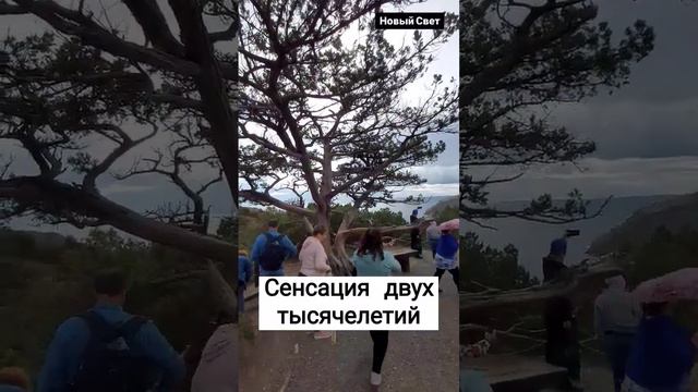 Дерево сенсация в Крыму. Новый Свет.