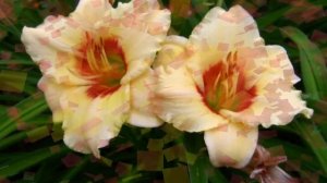 САМЫЕ КРАСИВЫЕ ЛИЛЕЙНИКИ