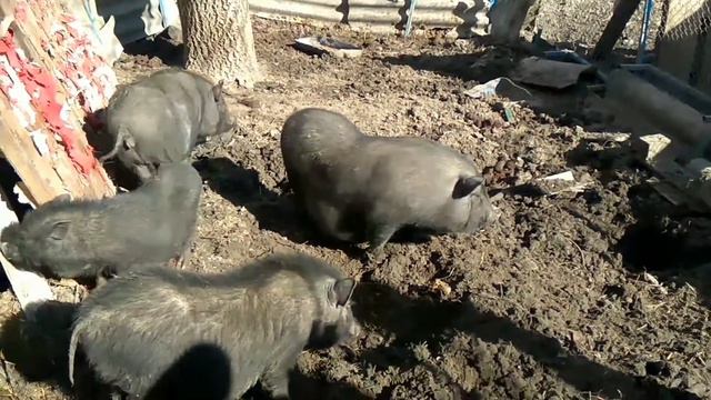 Свинки греются на солнце смотреть онлайн