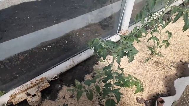 ВАЖНАЯ ПОДКОРМКА для томатов. Выращиваю Триходерму.