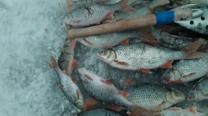 Рыбалка на Белоярском водохранилище (Лодочная) январь 2021 года.