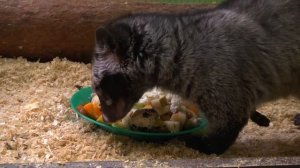 Цивета Хлоя ест яйцо