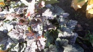 #heuchera #гейхера / Гейхера серебристая "Венус" ( лат. heuchera "Venus").Серия " Парад планет "