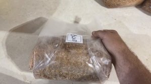 Making an “All In One “ bag for shiitake, chestnut, and other mushrooms