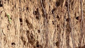 Гнёзда ласточек береговушек.