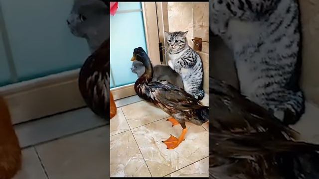 Самый противный ГУСЬ... #улетноевидео #смешно #шутники #приколы #юмор #смех #шутки #юморина