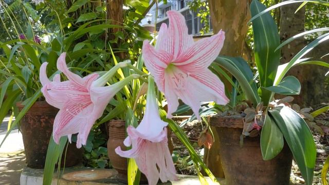 Amaryllis.. pink and white Lily смотреть онлайн