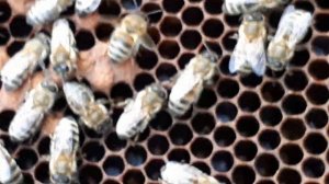 Подсадка плодных маток Карника F1 в отводоки 2021г.Отводки делал за 7 дней до подсадки!