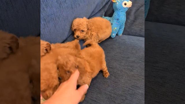 той пудель. продажа щенков. #toypoodle #sale