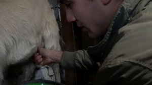 Подробное видео про дойка козы. Как правильно доить коз руками.  Как полностью выдоить вымя козы