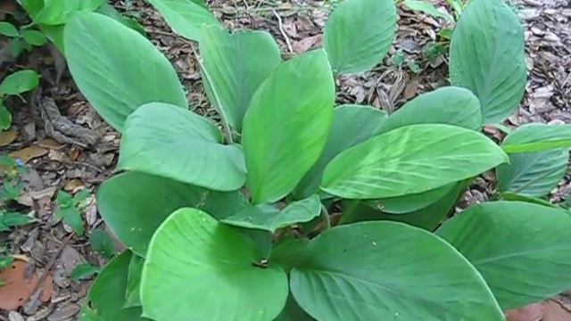 Boesenbergia rotunda, Chinese Ginger смотреть онлайн