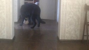 ВЕО черная Восточно Европейская Овчарка 28