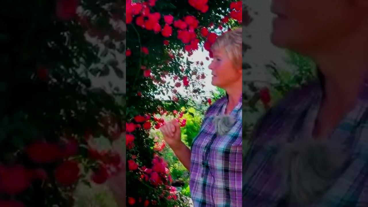 Роза Эксцельза Excelsa   сорт для украшения арки
