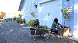 Replanting My White Chiffon Rose of Sharon    Garden Answer