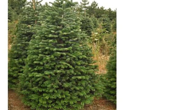 Пихта кавказская/Пихта нордмана (abies nordmanniana)