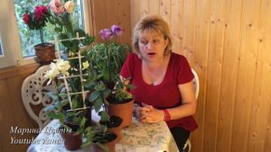 ЭУСТОМА(ЛИЗИАНТУС)-Мой опыт и мои советы выращивания.