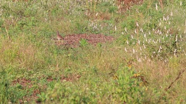 Grey-headed Lapwing | Vanellus cinereus | Indian Bird Videos #23 смотреть онлайн