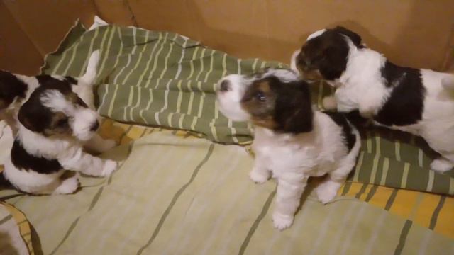 Три пацана-богатыря готовы к продаже смотреть онлайн