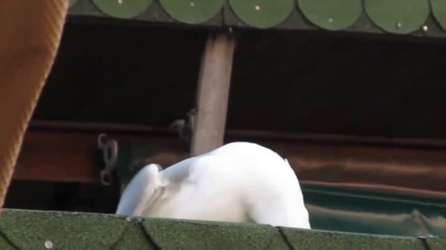 ОРУЩАЯ ПТИЦА смотреть онлайн