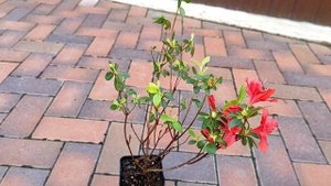 Новинки из Опт-Хоз. Распаковка. Сосна Taylor's Sunburst, Пихта Oberon, Кипарисовик Нутканский.