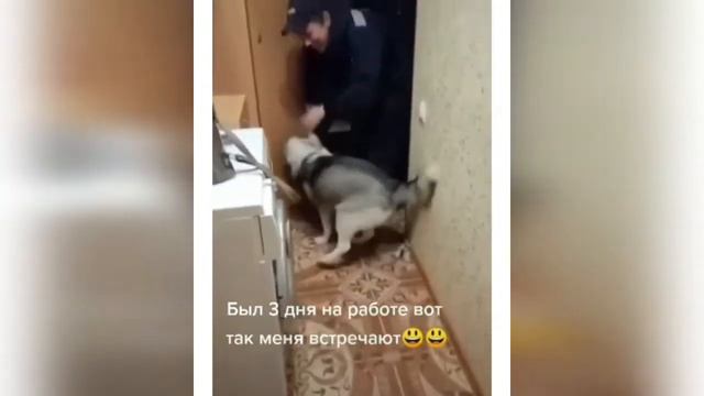 Приколы с животными подборка приколов с животными смешные кошки и собаки смотреть онлайн