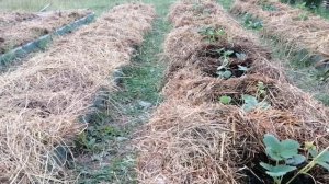 Схема посадки Клубники Осенью Для Высокого Урожая // Клубника Без Химозы