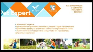 2. Для специалистов: как знакомиться с собакой и установить доверие? Амуниция: что нужно знать?