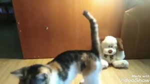 Как научить кошку командам дай лапу просить и змейка дрессировка