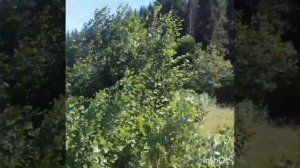 Абага чэчэге (Ильдар)