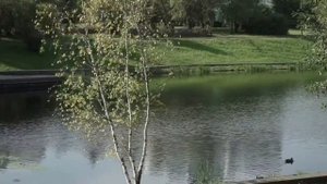 Использование водных объектов в ландшафтном дизайне