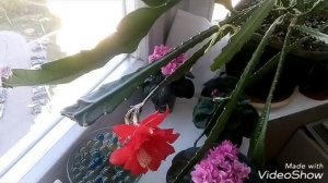 ЭПИФИЛЛУМ УХОД . Хотите цветов - ухаживайте по схеме!/ Цветение продолжается!!!