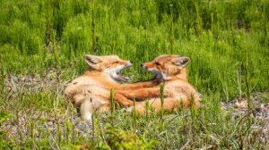 Fox Mating Habits